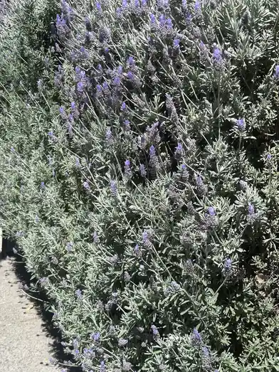 A dense, sunlit hedge of lavender plants with purple flowers and silvery-green foliage lines a paved path. Overlaid text…
