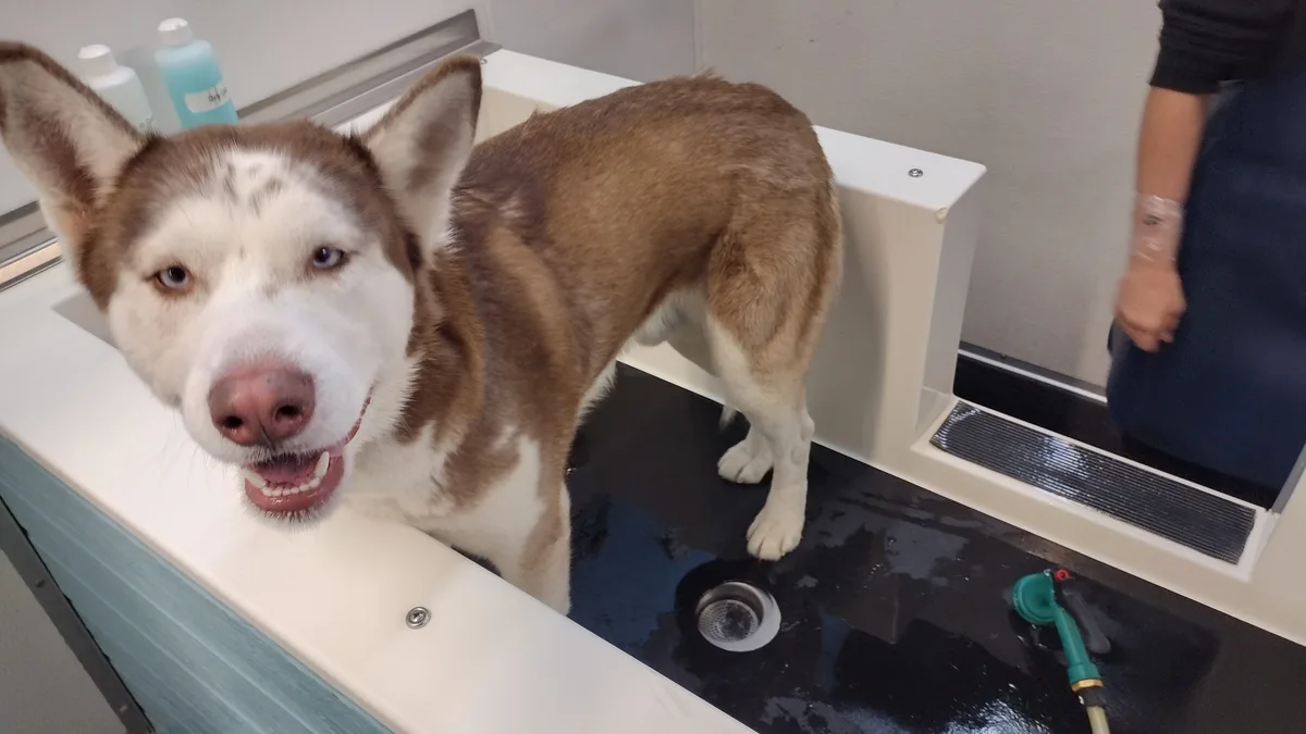 A brown and white husky with one blue eye and one brown eye stands in a white dog grooming tub filled with water, looking…