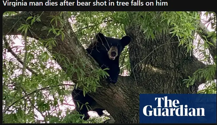 A black bear is visible perched in a tree, looking directly at the camera with its mouth open. The image is overlaid with…