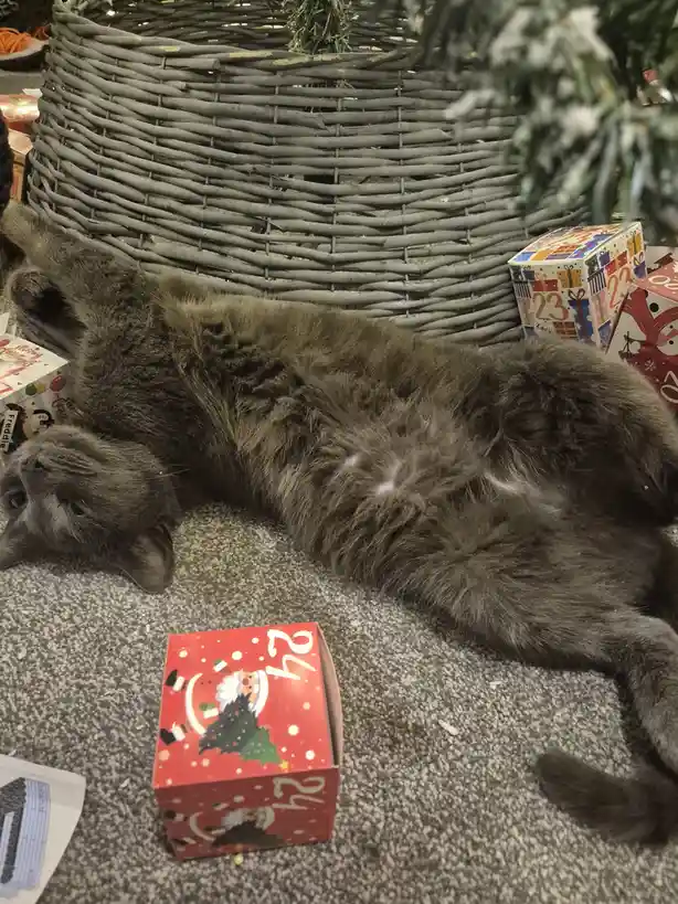 A fluffy gray cat lies sprawled on a speckled floor, surrounded by Christmas advent calendars, with a red one labeled '24'…