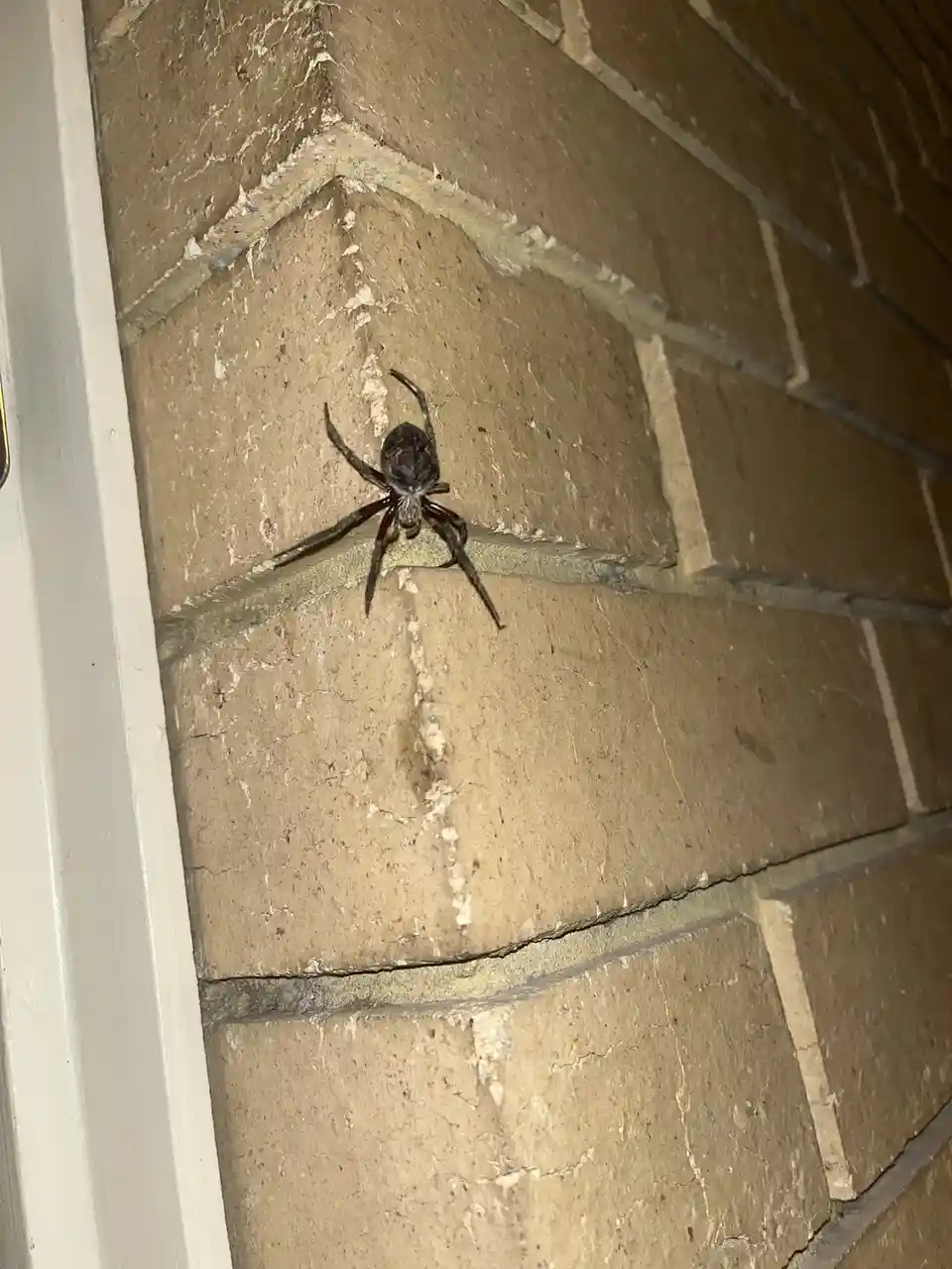 A large, dark spider with long legs is perched on the corner of a tan brick wall, near a white door frame. The image is…