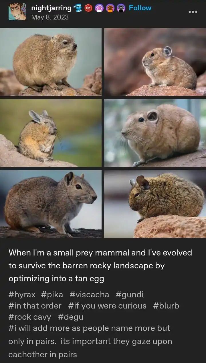 A six-panel grid shows six different small, furry, rodent-like mammals—hyrax, pika, viscacha, gundi, rock cavy, and…