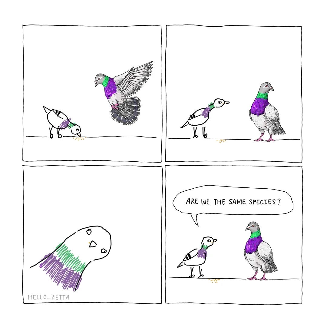 A four-panel comic shows two pigeons with iridescent purple and green necks. One pigeon flies down to the ground where the…