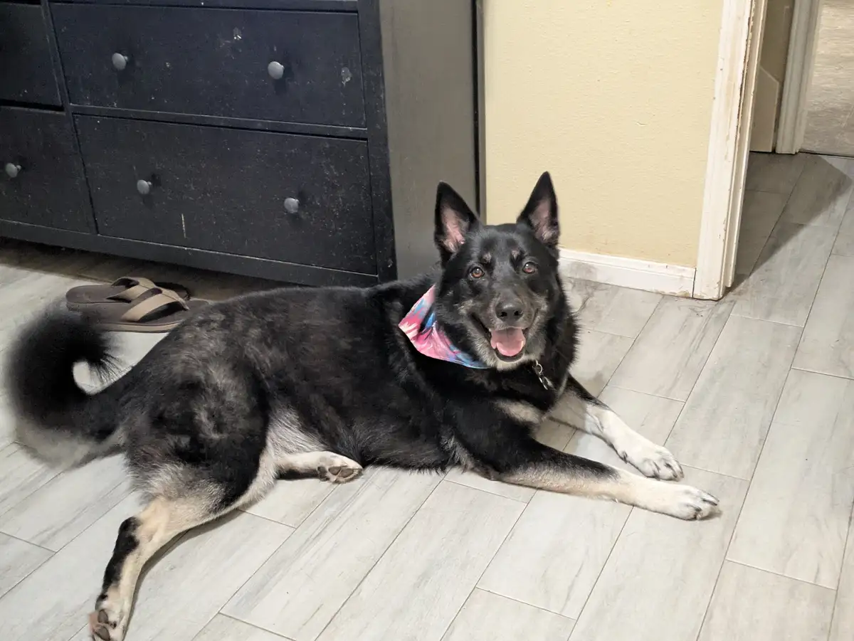 A black and tan dog with a colorful bandana lies relaxed on a light gray wood-laminate floor, looking directly at the camera…