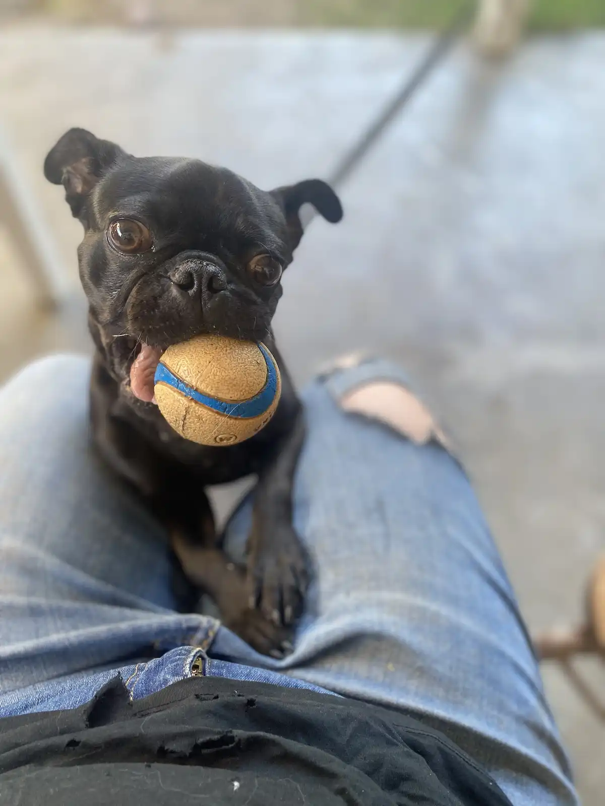 A black pug dog with large brown eyes sits on a person's lap, holding a worn tan and blue tennis ball in its mouth with its…