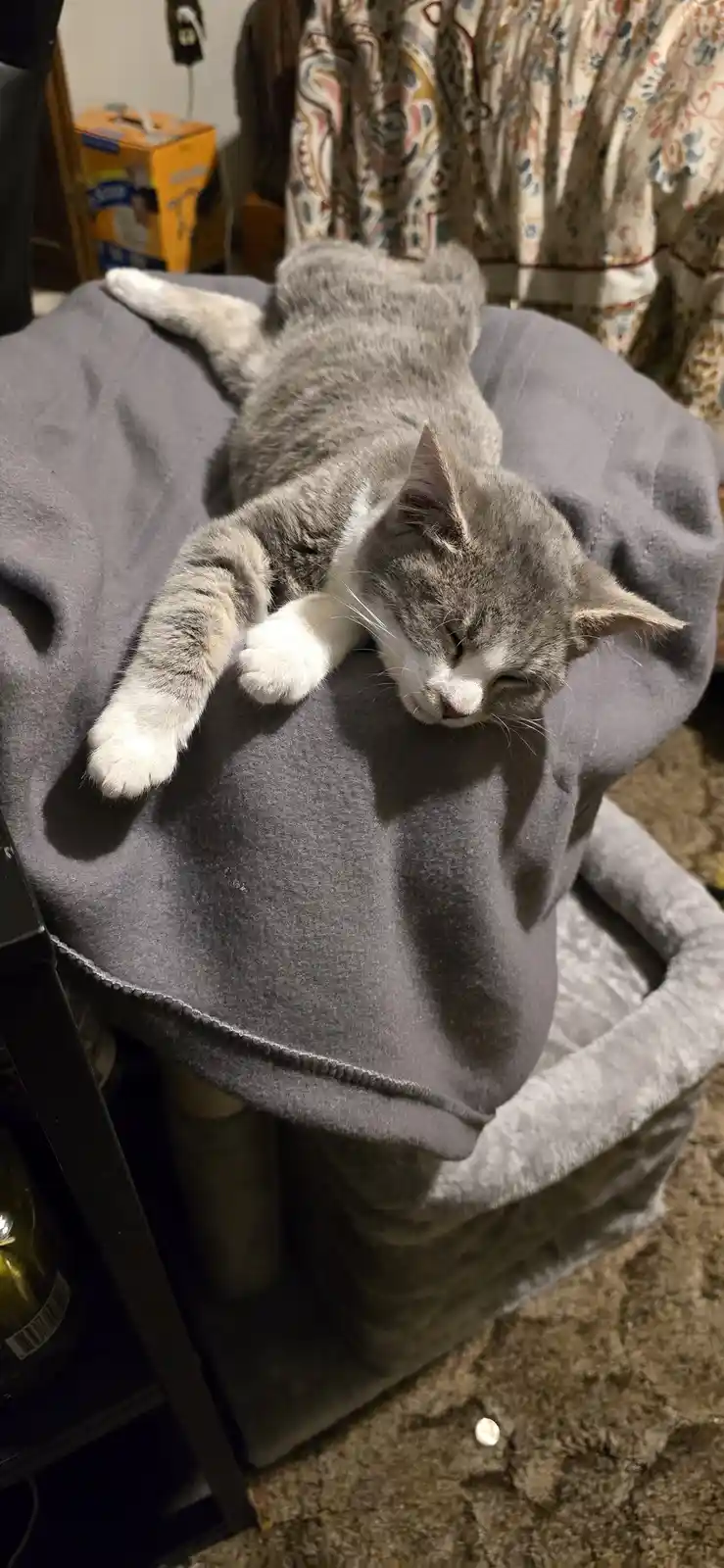 Meet Misty, the charming coop cat!