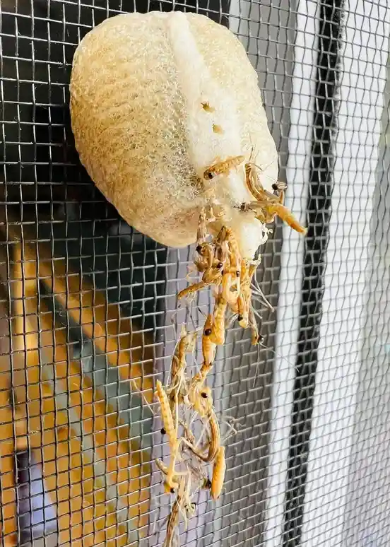 A light-colored, textured soap bar is stuck to a metal mesh screen, with dozens of small, translucent, insect-like larvae…