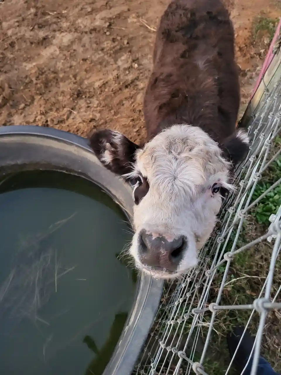 A close-up photo shows a young brown and white calf with a curious expression, pressing its head through a wire fence to…