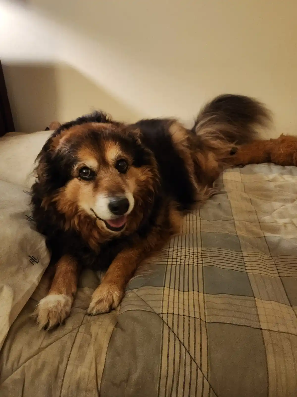 A fluffy brown and black dog with a happy expression lies on a plaid-patterned bedspread, looking directly at the camera…