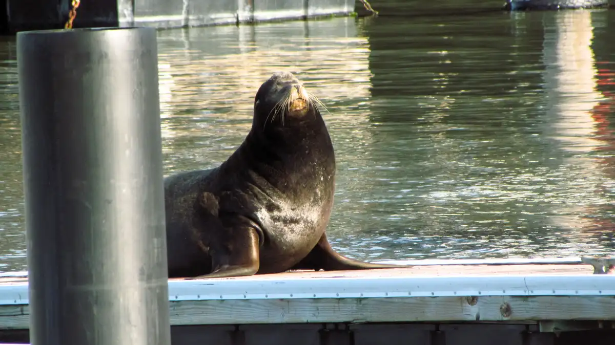 A dark-furred sea lion lounges on a wooden dock beside water, its head tilted back and eyes closed in apparent relaxation. A…