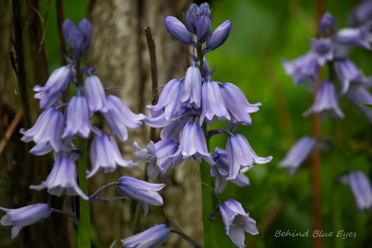 A close-up photograph of purple-blue bell-shaped flowers, likely bluebells, with dewdrops on their petals, set against a…