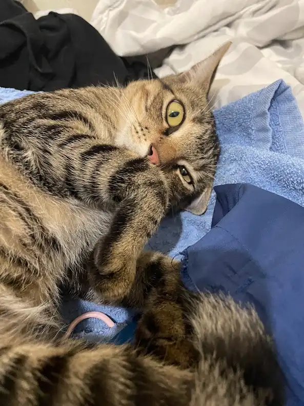 A tabby cat with wide, startled eyes lies on a blue towel and white bedding, holding its paw up to its face in a gesture…