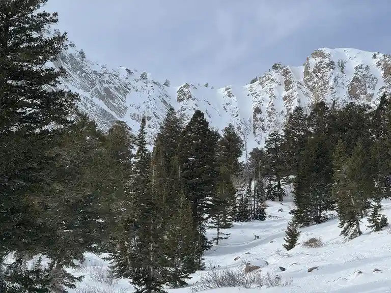 A snowy mountain landscape with evergreen trees in the foreground and snow-covered rocky peaks in the background under an…