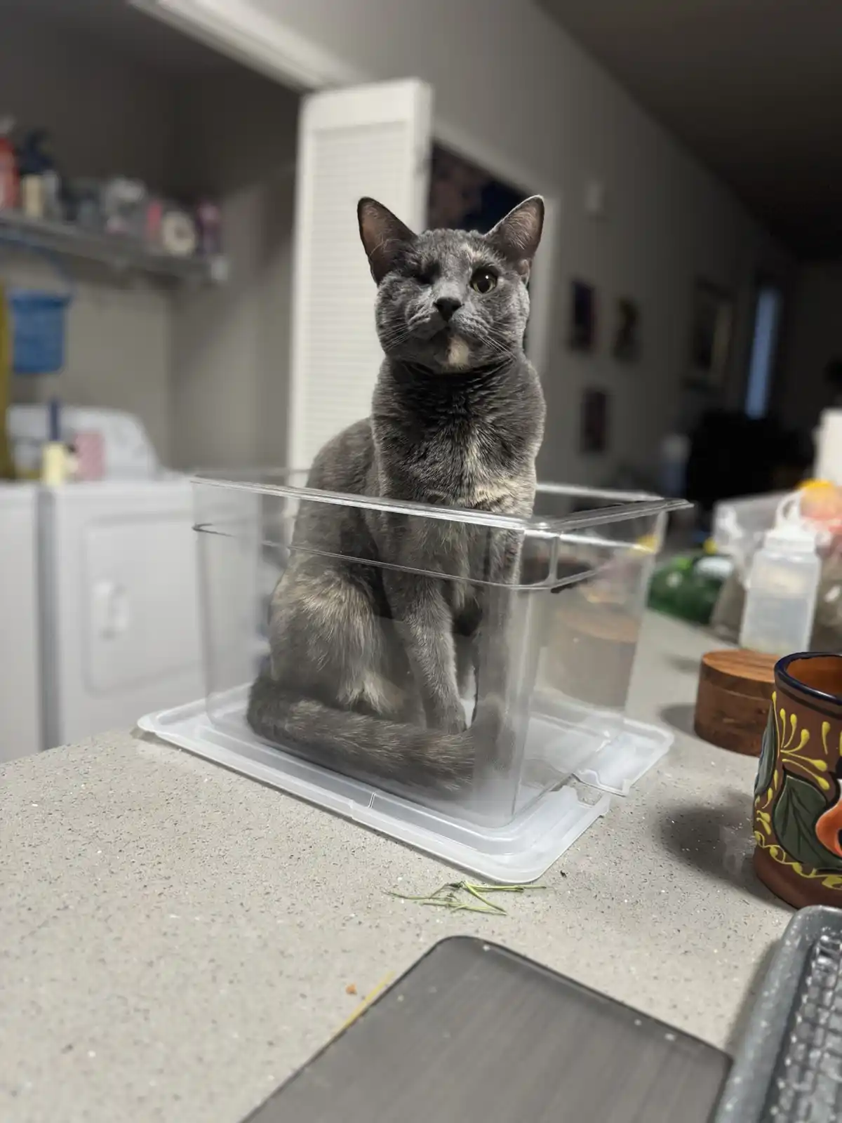 A gray cat sits upright inside a clear plastic storage container on a kitchen counter, looking directly at the camera with…