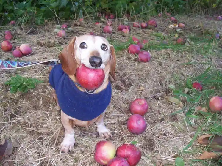 A dachshund wearing a blue sweater stands in a grassy area littered with red apples, holding one in its mouth. The dog has…