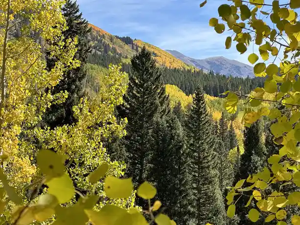 A scenic autumn mountain landscape with vibrant yellow aspen trees in the foreground and background, framed by green pine…