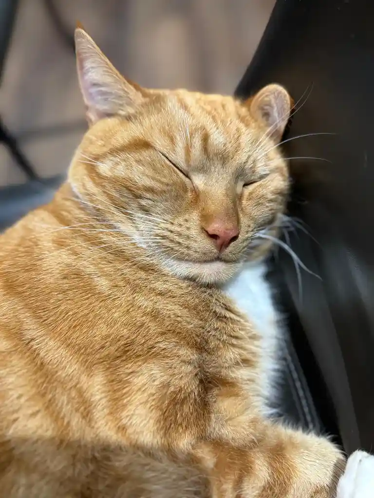 A close-up photo of a relaxed orange tabby cat with its eyes closed, appearing to be sleeping or resting peacefully while…