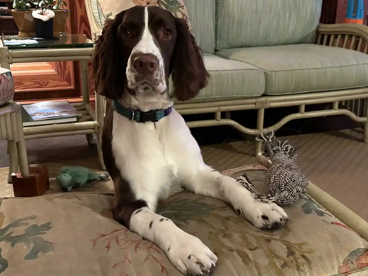 A brown and white dog with long floppy ears sits calmly on a patterned cushion in a living room, looking directly at the…