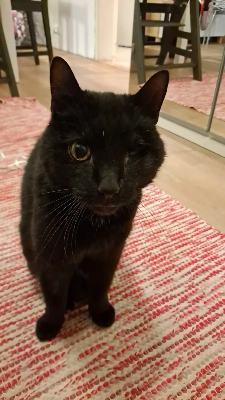 A black cat with one visible amber eye and one closed eye sits upright on a red and white patterned rug indoors. The cat…