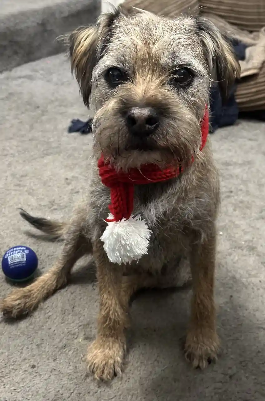 A scruffy, shaggy dog with a red knitted scarf featuring a white pom-pom sits on a gray carpet, looking directly at the…