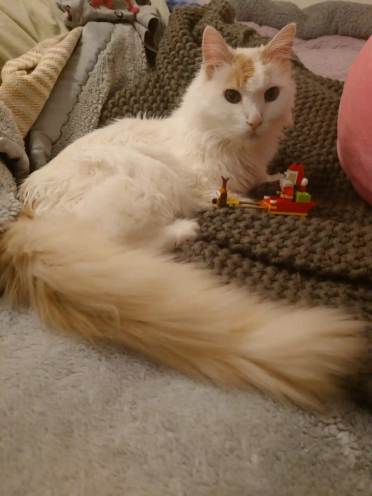 A fluffy white and orange cat with a long tail lies on a brown knitted blanket, looking directly at the camera with a bored…