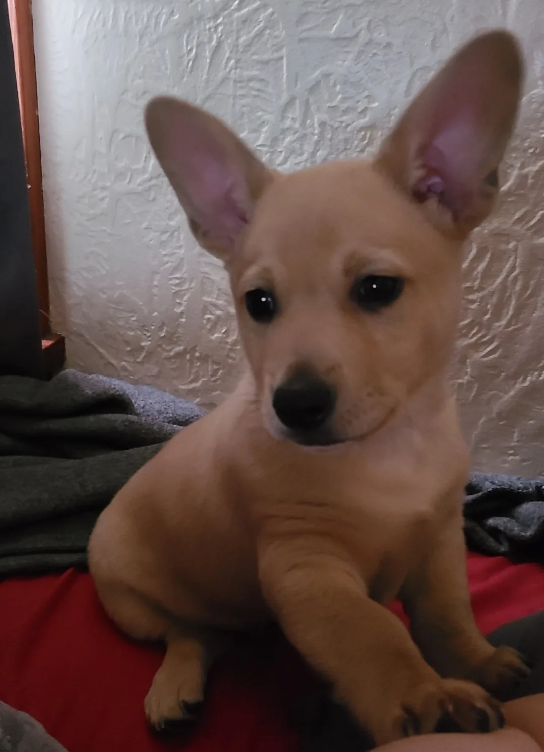 A small, light brown puppy with large, upright ears and dark eyes sits on a red surface, looking directly at the camera with…