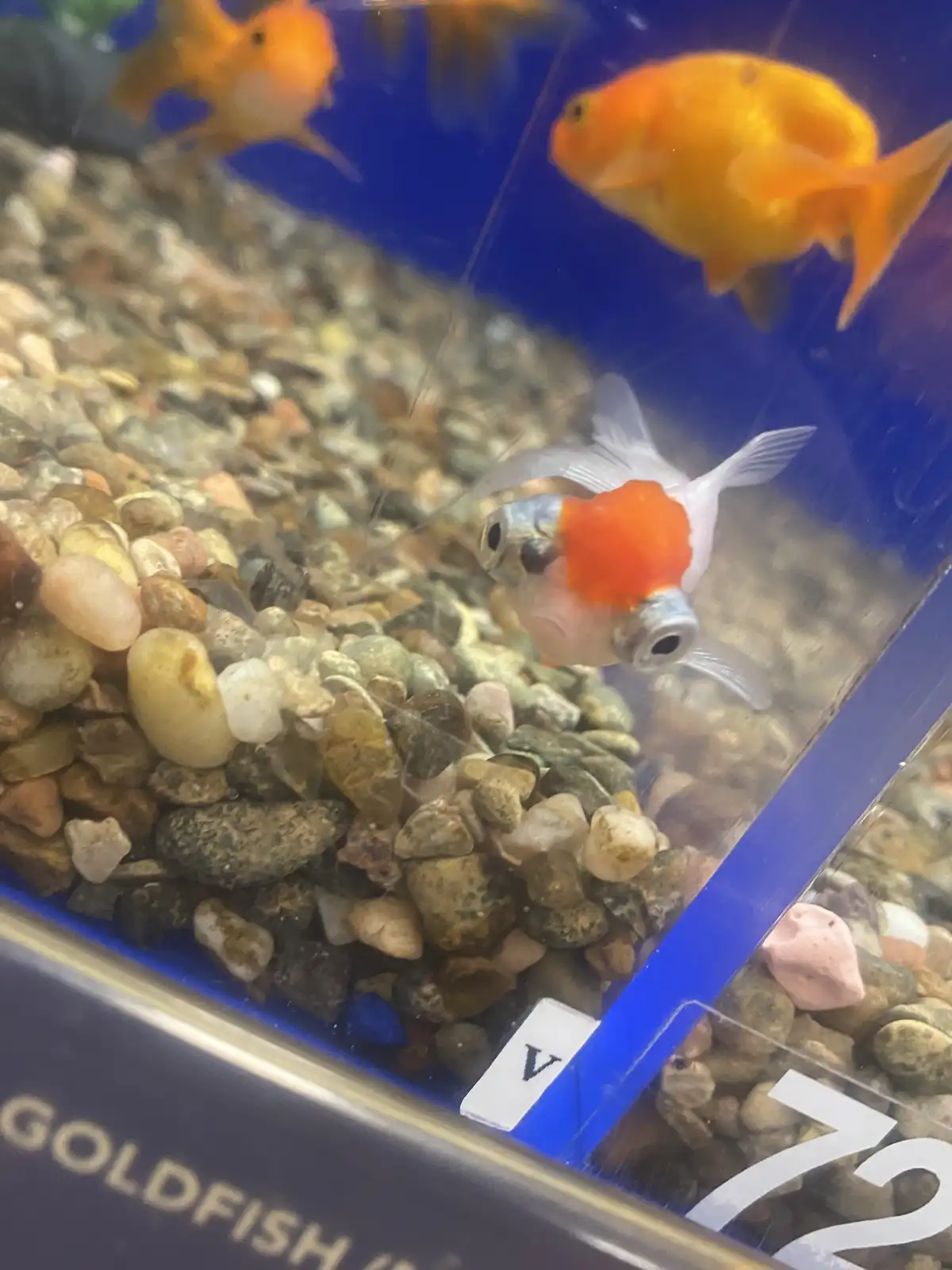 A close-up photo shows a goldfish with a large orange growth on its head swimming in an aquarium filled with colorful…