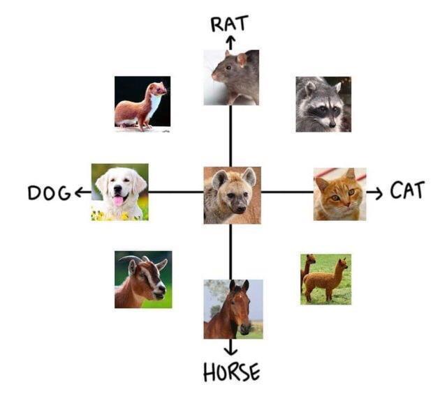A diagram shows a hyena at the center with arrows pointing to eight animals: rat (top), raccoon (top right), cat (right)…