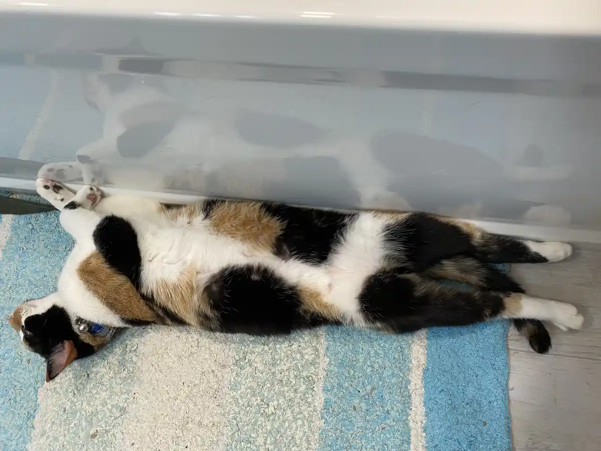 A calico cat lies on its back on a blue and white striped rug, paws up, looking relaxed. Its reflection is visible in the…