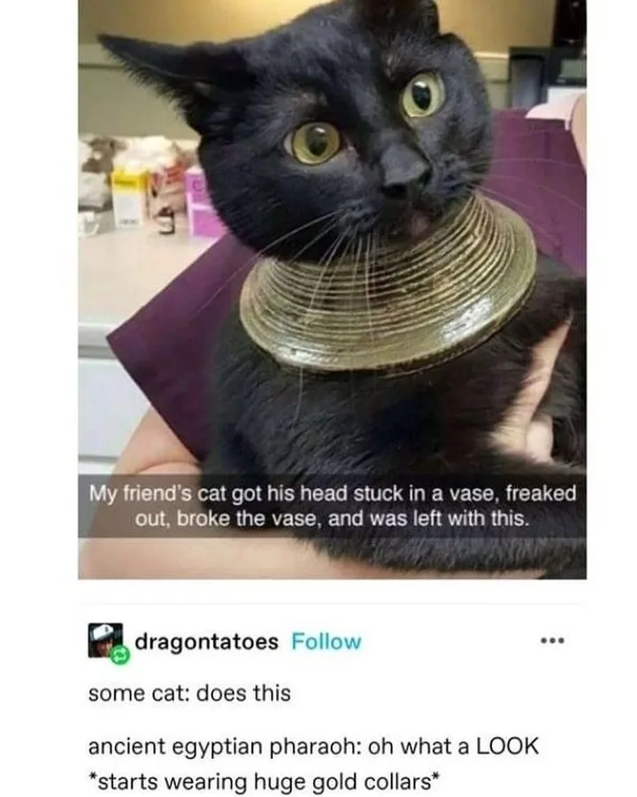 A black cat with wide, startled eyes is being held by a person, wearing a thick, ornate gold-colored collar that looks like…