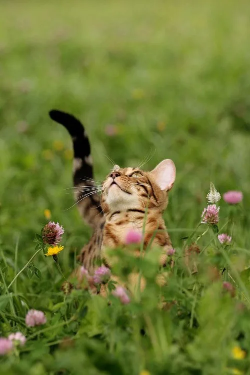 a bengal cat sits in a grassy field with pink and yellow flowers, looking upward with its tail raised. The overlaid text…