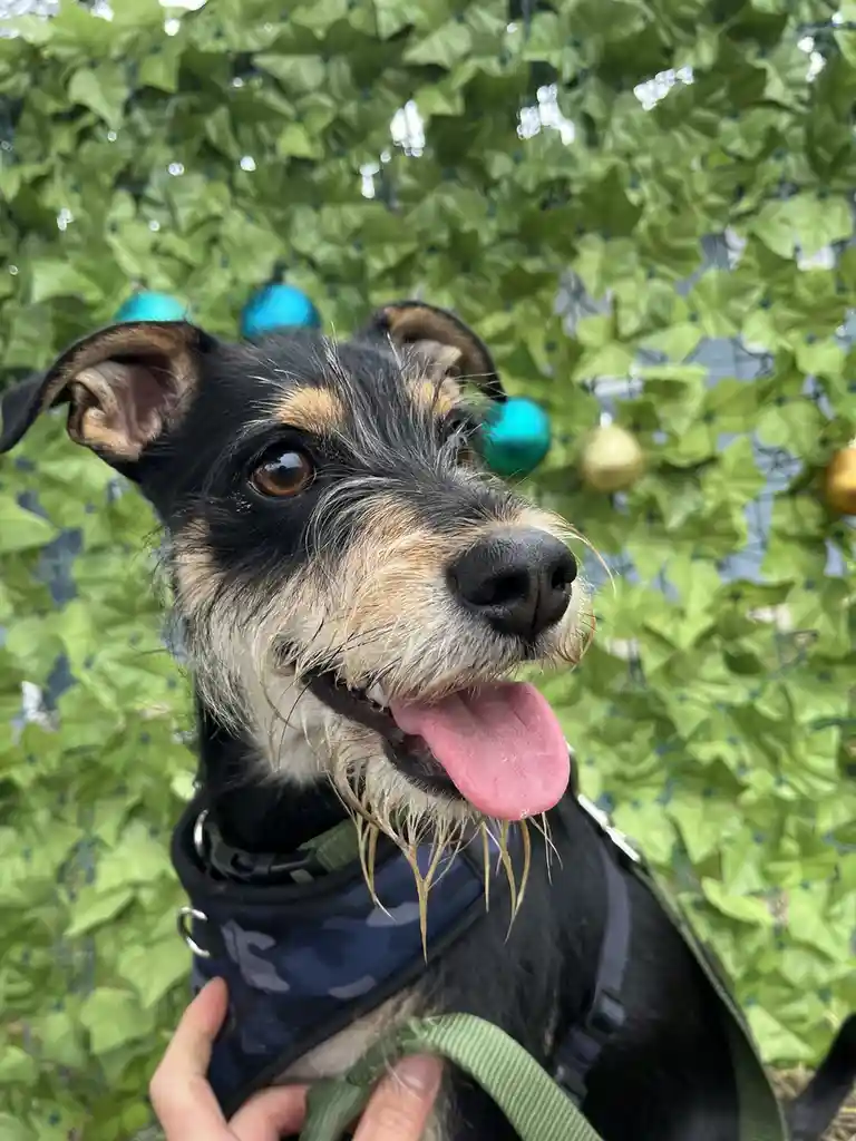 A close-up photo of a black and tan scruffy dog with its tongue out, wearing a blue camouflage harness and green leash…