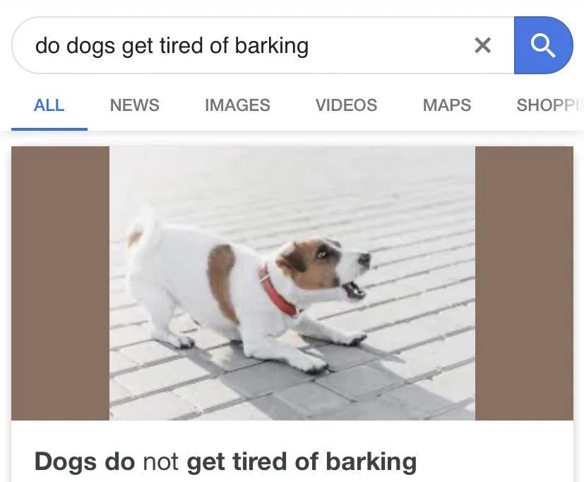 A screenshot of a Google search results page for 'do dogs get tired of barking' shows a small white and brown dog with a red…