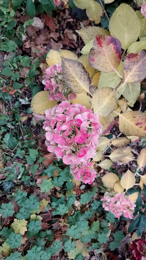 A close-up photo of pink hydrangea flowers with yellowing and browning leaves, surrounded by green foliage and fallen brown…
