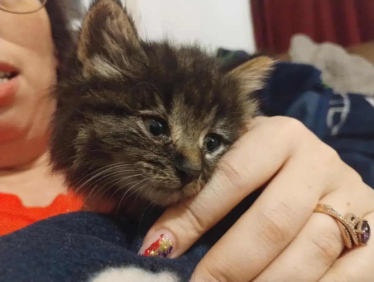A close-up photo shows a small, fluffy brown tabby kitten with wide, sad-looking eyes being held gently in a person's hand…