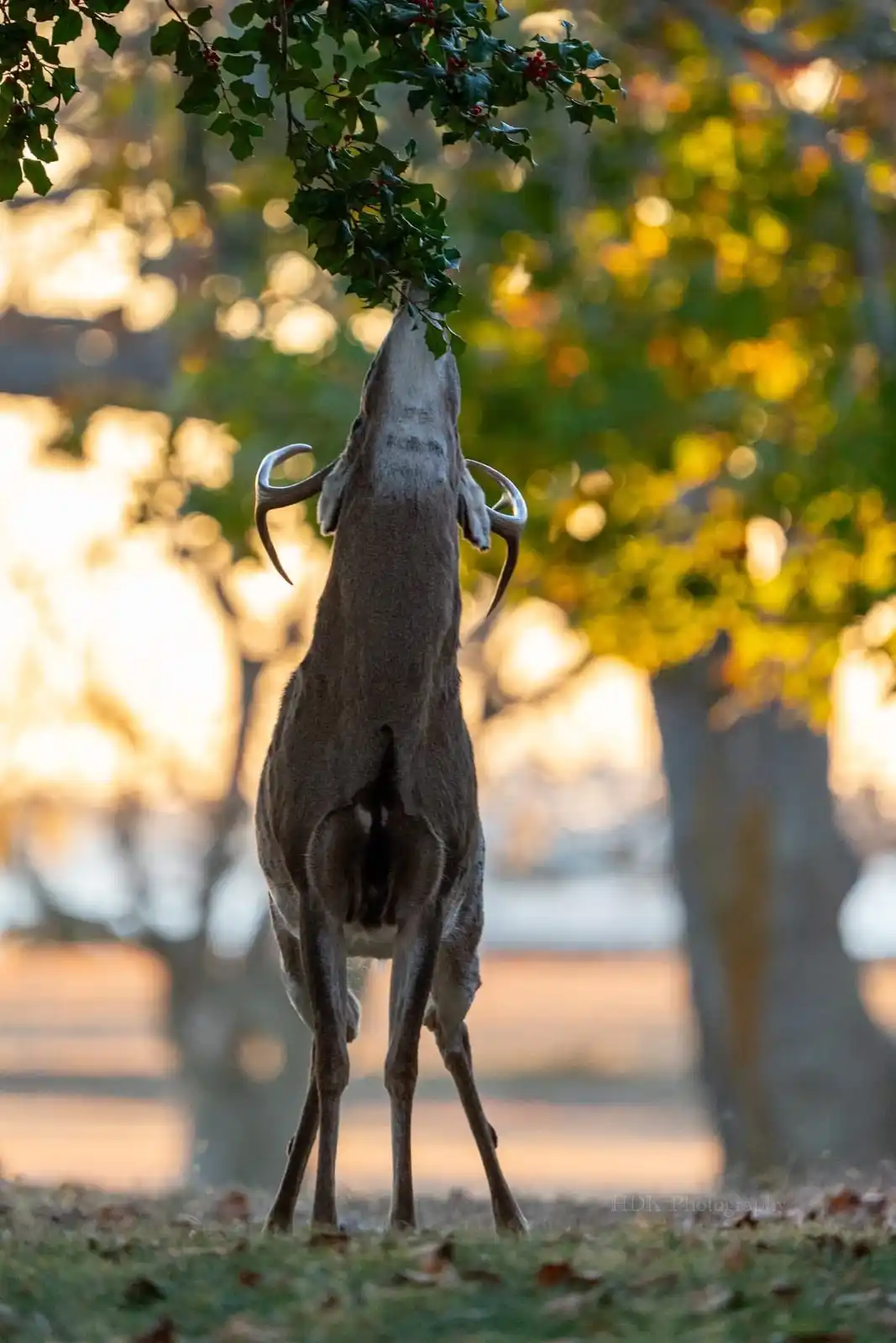 A deer with antlers is seen from behind, stretching its neck upward to eat holly berries from a branch. The background is a…