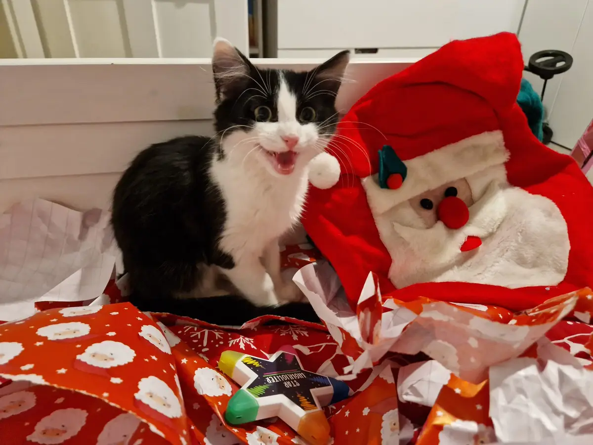 A black and white cat with wide eyes and an open mouth sits among crumpled red Christmas wrapping paper and a large plush…