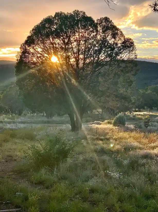 A serene landscape photo shows a large tree silhouetted against a vibrant sunset, with sun rays bursting through its…