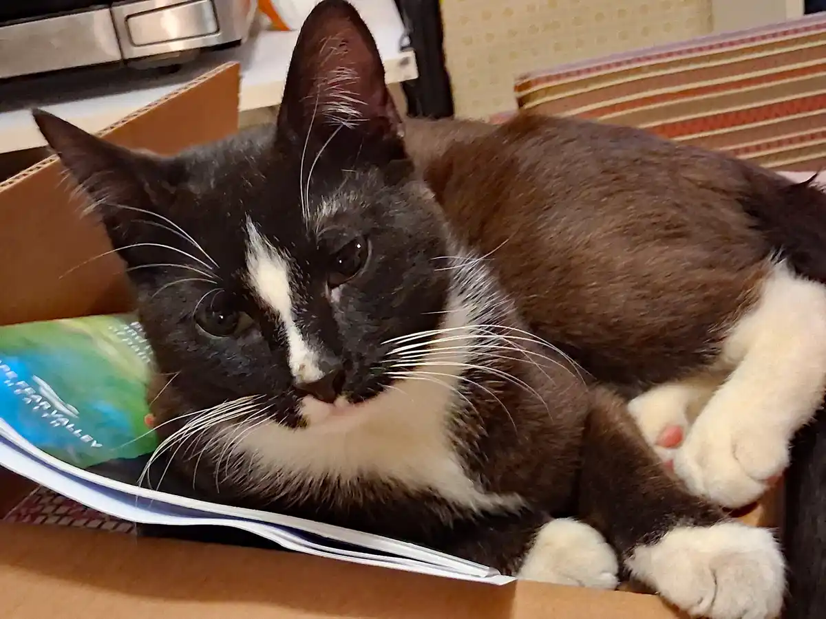 A black and white cat with a white chest and paws is lying down inside a cardboard box, looking directly at the camera with…