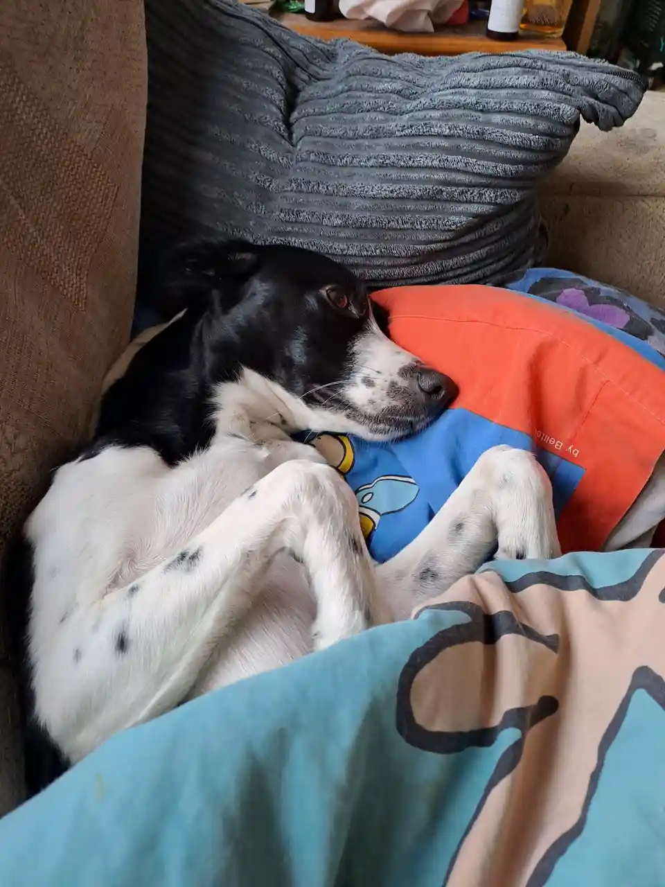 A black and white dog with spotted fur is curled up and resting on a colorful pillow and blanket on a couch. The dog's head…