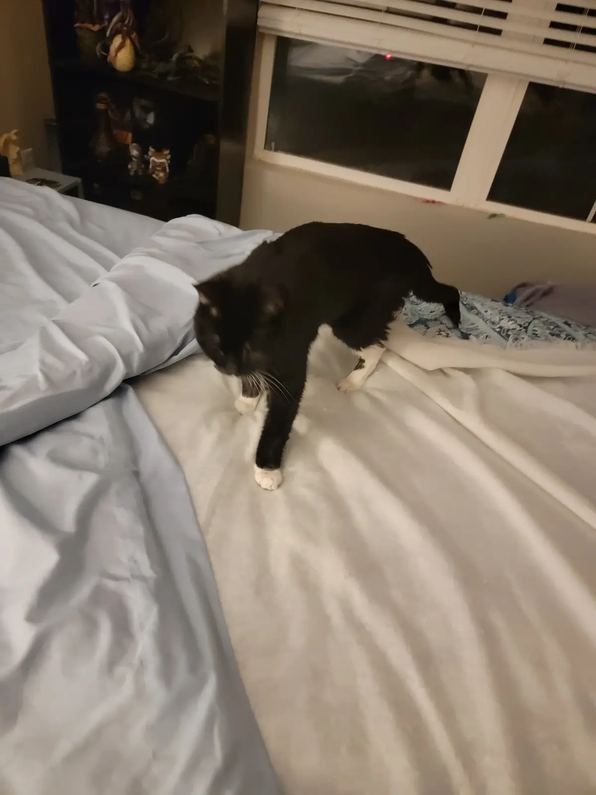A black and white cat walks cautiously across a rumpled bed with light blue and white sheets, its head lowered as if…