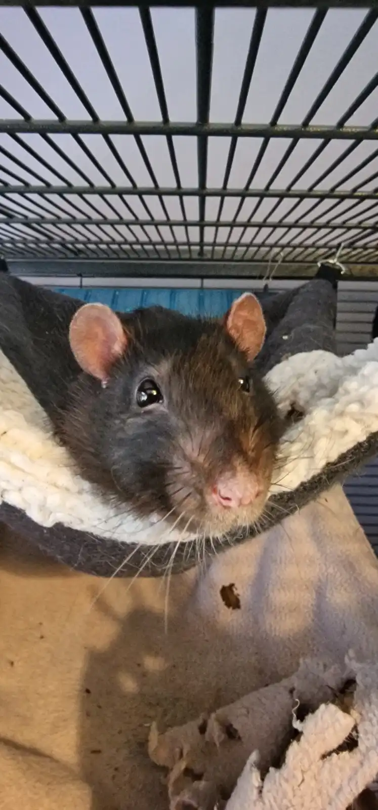 A close-up photo shows a brown and black rat with large, expressive eyes looking directly at the camera from inside a cage…