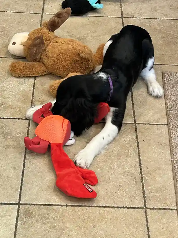 A black and white dog is lying on a tiled floor, its head buried in a red plush crab toy, appearing to be sleeping or…