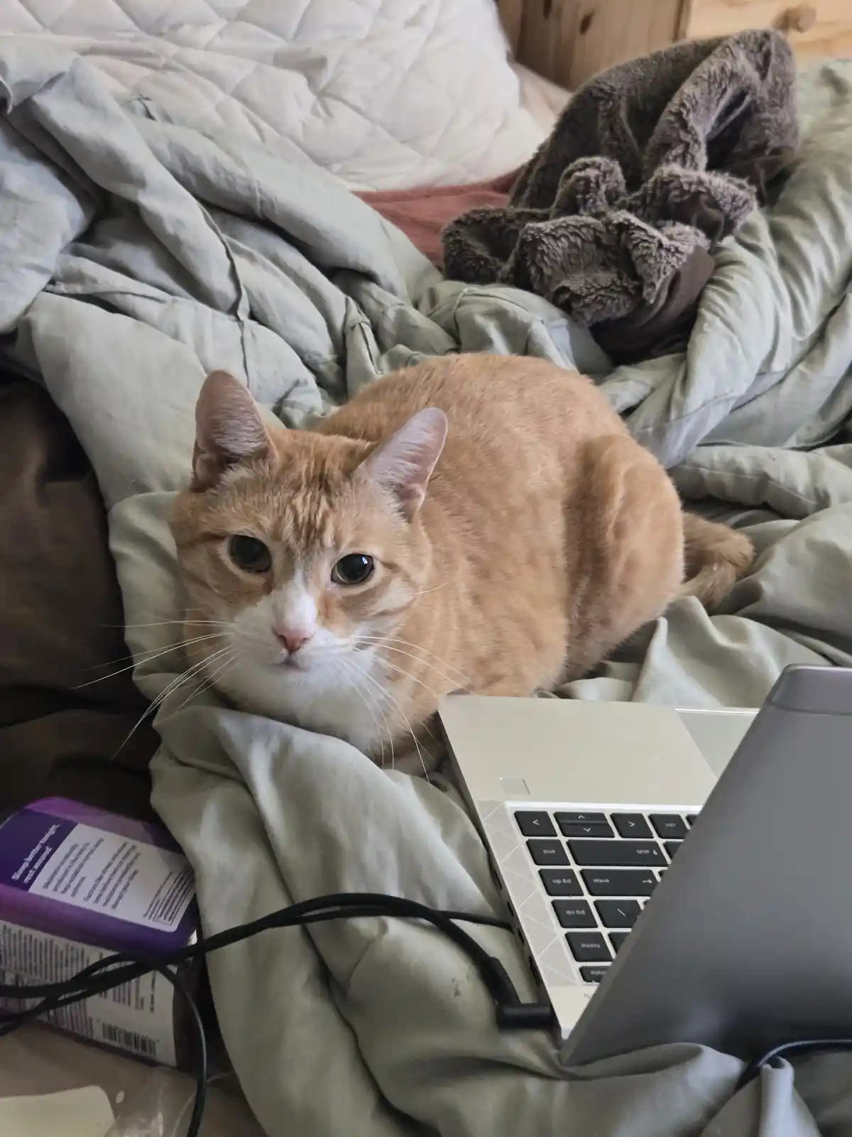 An orange tabby cat with a white muzzle sits on a rumpled bed next to an open laptop, looking directly at the camera with a…