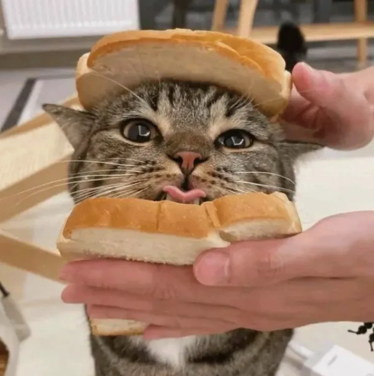 A tabby cat with wide, startled eyes is being held by human hands with two slices of bread, one on its head and one around…