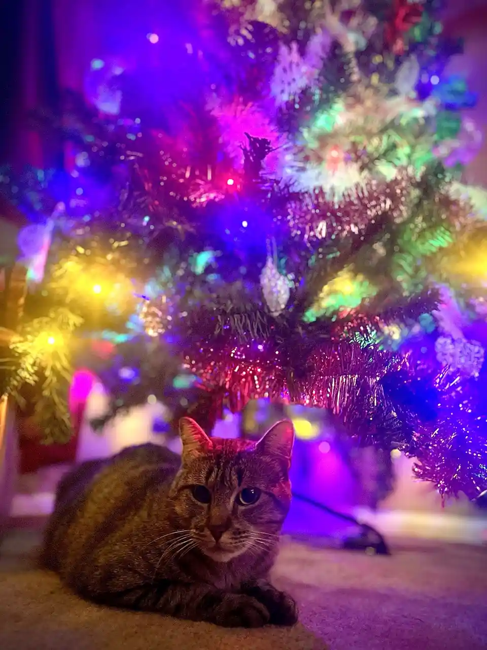 Our Stray's First Christmas Tree: A Heartwarming Moment of Awe