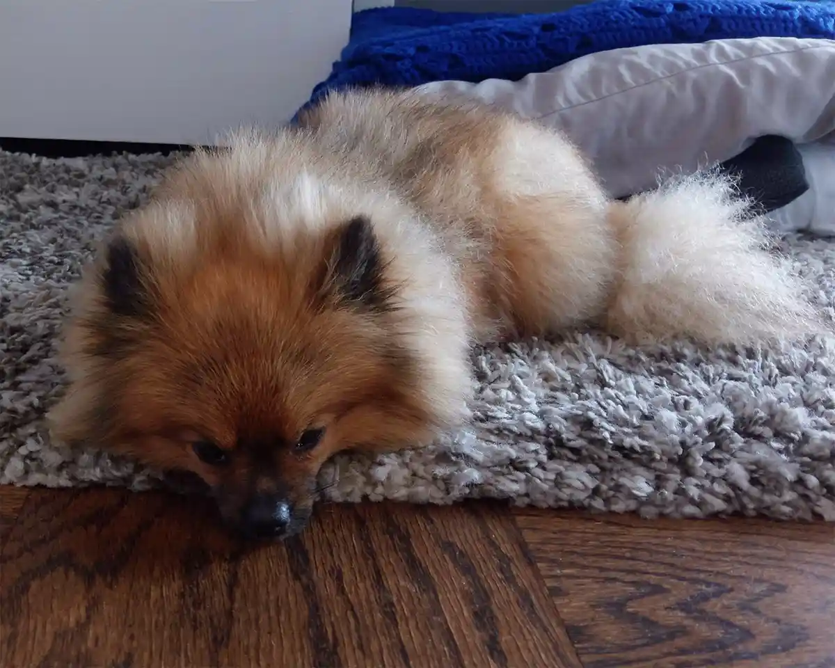 The Absolute Cutest Thing Ever