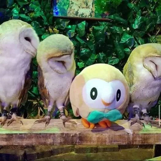 three real barn owls with closed eyes are perched side-by-side on a wooden branch, flanking a plush toy owl with large…