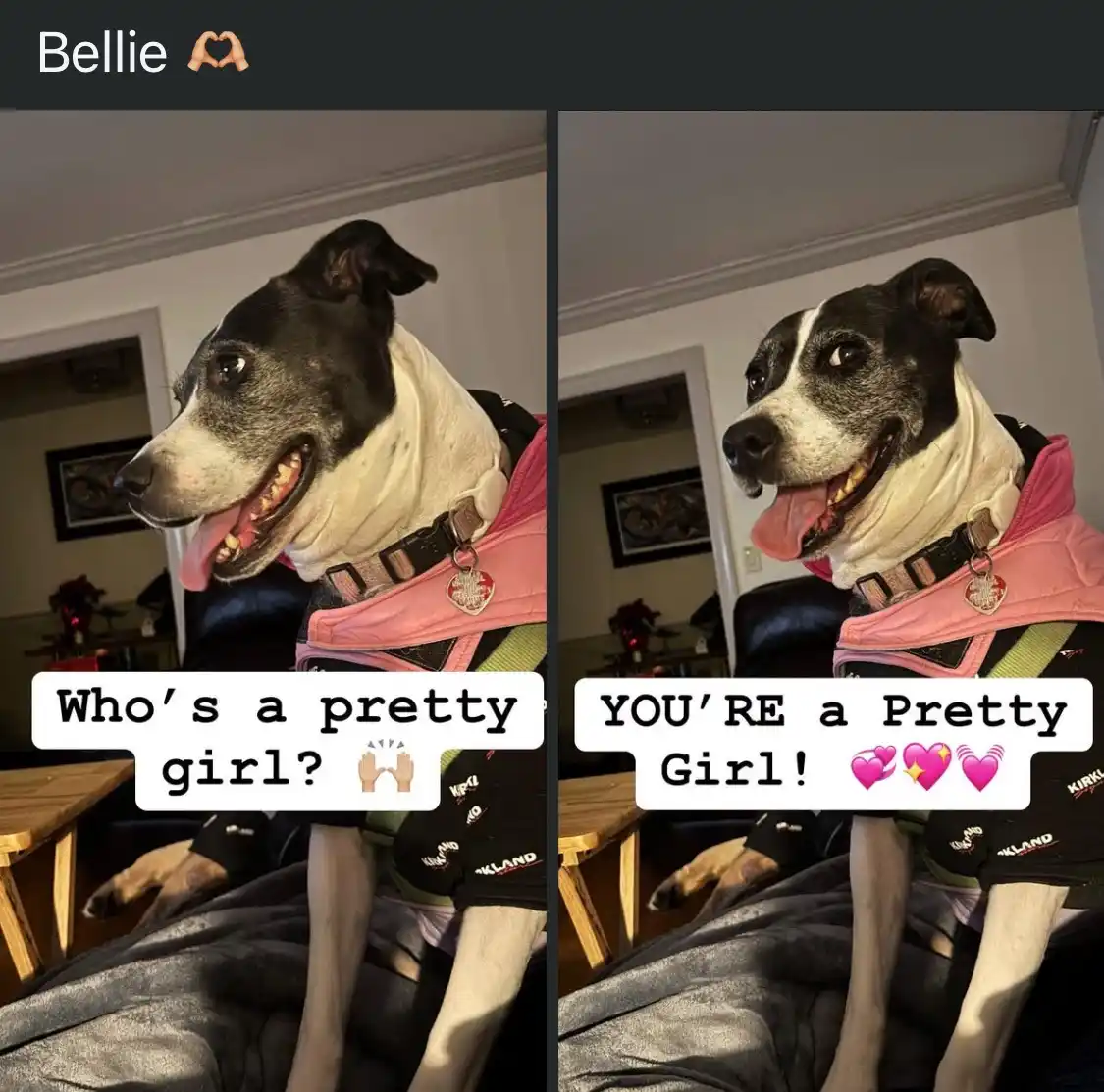 A split-screen image shows a black and white dog named Bellie wearing a pink vest and sitting on a couch. In the left panel…