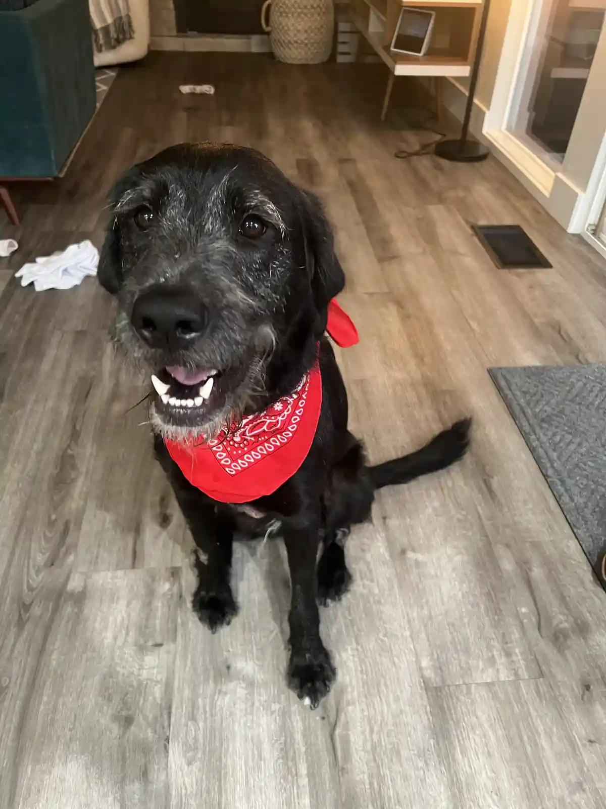 A black dog with gray muzzle hairs sits on a light wood floor, wearing a red bandana with white paisley patterns. The dog…